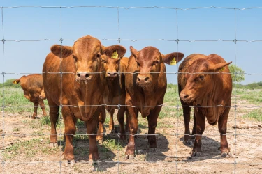 Vacas detras de un cerco